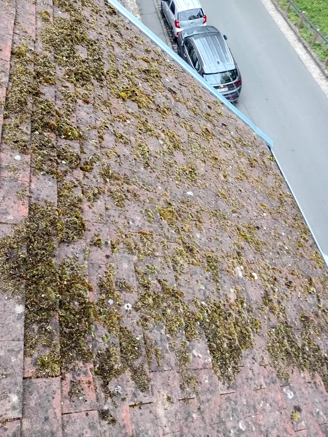 Mousses et lichens installés sur les tuiles d'une toiture avant démoussage